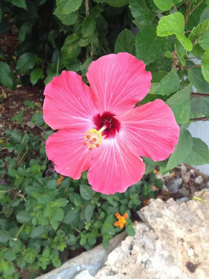 Bed and Breakfast Casa Sirena Bayahibe 0*,